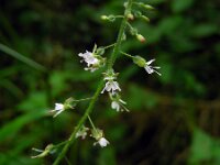 Circaea lutetiana 9, Groot heksenkruid, Saxifraga-Ed Stikvoort