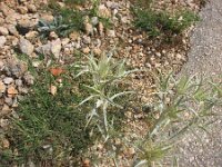Cirsium acarna