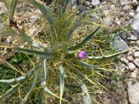 Cirsium acarna 2, Saxifraga-Jasenka Topic