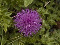 Cirsium acaule, Dwarf Thistle