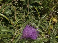 Cirsium acaule 10, Aarddistel, Saxifraga-Willem van Kruijsbergen