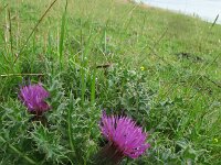 Cirsium acaule 12, Aarddistel, Saxifraga-Rutger Barendse