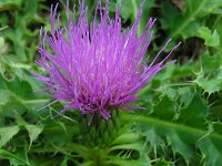 Cirsium acaule 19, Aarddistel, Saxifraga-Ed Stikvoort
