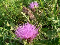 Cirsium acaule 5, Aarddistel, Saxifraga-Jan Willem Jongepier