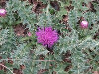 Cirsium acaule 6, Aarddistel, Saxifraga-Jasenka Topic