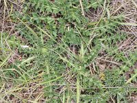 Cirsium acaule 8, Aarddistel, Saxifraga-Rutger Barendse