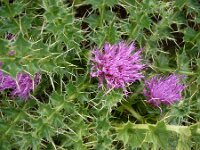 Cirsium acaule 9, Aarddistel, Saxifraga-Jasenka Topic