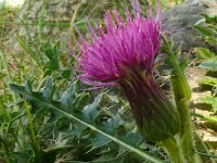 Cirsium acaulis 34, Aarddistel, Saxifraga-Hans Grotenhuis