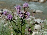 Cirsium arvense, Creeping Thistle