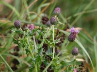 Cirsium arvense 11, Akkerdistel, Saxifraga-Rudmer Zwerver