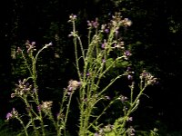 Cirsium arvense 16, Akkerdistel, Saxifraga-Jan van der Straaten