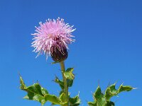 Cirsium arvense 29, Akkerdistel, Saxifraga-Ed Stikvoort