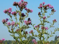 Cirsium arvense 34, Akkerdistel, Saxifraga-Ed Stikvoort