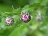 Cirsium arvense 44, Akkerdistel, Saxifraga-Tom Heijnen
