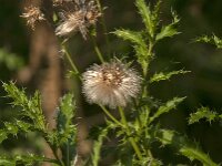 Cirsium arvense 46, Akkerdistel, Saxifraga-Jan van der Straaten