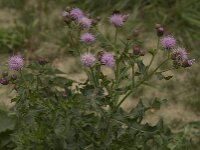 Cirsium arvense 8, Akkerdistel, Saxifraga-Willem van Kruijsbergen