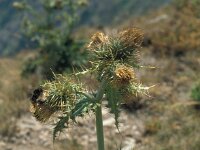 Cirsium bertolonii