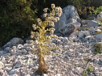 Cirsium candelabrum
