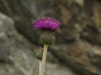 Cirsium canum