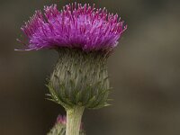 Cirsium canum 2, Saxifraga-Willem van Kruijsbergen
