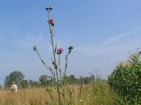 Cirsium canum 3, Saxifraga-Jasenka Topic