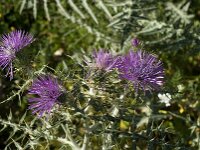 Cirsium creticum