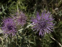 Cirsium creticum 3, Saxifraga-Willem van Kruijsbergen