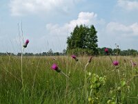 Cirsium dissectum, Meadow Thistle