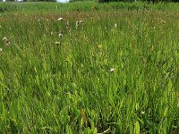 Cirsium dissectum 13, Spaanse ruiter, Saxifraga-Hans Boll