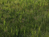 Cirsium dissectum 18, Spaanse ruiter, Saxifraga-Hans Boll