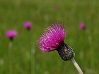 Cirsium dissectum 2, Spaanse ruiter, Saxifraga-Hans Dekker