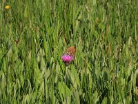 Cirsium dissectum 23, Spaanse ruiter, Saxifraga-Hans Boll