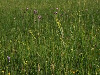 Cirsium dissectum 25, Spaanse ruiter, Saxifraga-Hans Boll