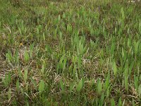 Cirsium dissectum 27, Spaanse ruiter, Saxifraga-Hans Boll