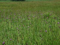 Cirsium dissectum 29, Spaanse ruiter, Saxifraga-Hans Boll