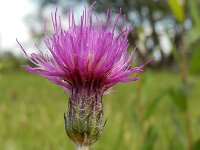 Cirsium dissectum 41, Spaanse ruiter, Saxifraga-Ed Stikvoort