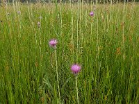 Cirsium dissectum 43, Spaanse ruiter, Saxifraga-Ed Stikvoort