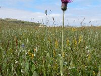 Cirsium dissectum 45, Spaanse ruiter, Saxifraga-Ed Stikvoort