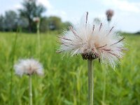 Cirsium dissectum 47, Spaanse ruiter, Saxifraga-Ed Stikvoort