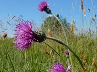 Cirsium dissectum 49, Spaanse ruiter, Saxifraga-Ed Stikvoort