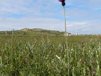 Cirsium dissectum 50, Spaanse ruiter, Saxifraga-Ed Stikvoort