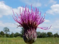 Cirsium dissectum 51, Spaanse ruiter, Saxifraga-Ed Stikvoort
