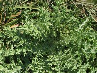 Cirsium echinatum