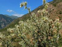 Cirsium echinus 3, Saxifraga-Ed Stikvoort