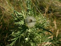 Cirsium eriophorum, Woolly Thistle