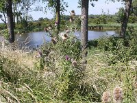 Cirsium eriophorum 23, Wollige distel, Saxifraga-Peter Meininger