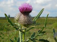Cirsium eriophorum 25, Wollige distel, Saxifraga-Ed Stikvoort
