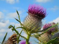 Cirsium eriophorum 26, Wollige distel, Saxifraga-Ed Stikvoort