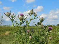 Cirsium eriophorum 27, Wollige distel, Saxifraga-Ed Stikvoort