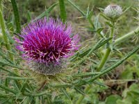 Cirsium eriophorum 28, Wollige distel, Saxifraga-Ed Stikvoort